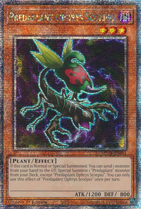 Predaplant Ophrys Scorpio MP24-EN041 - (QCSR)-Kantocards