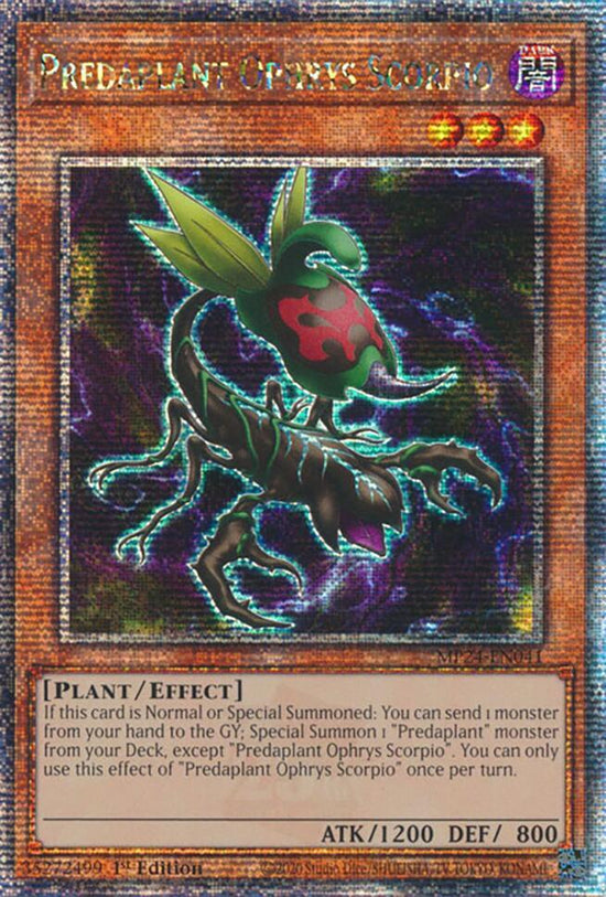 Predaplant Ophrys Scorpio  MP24-EN041 - (QCSR)